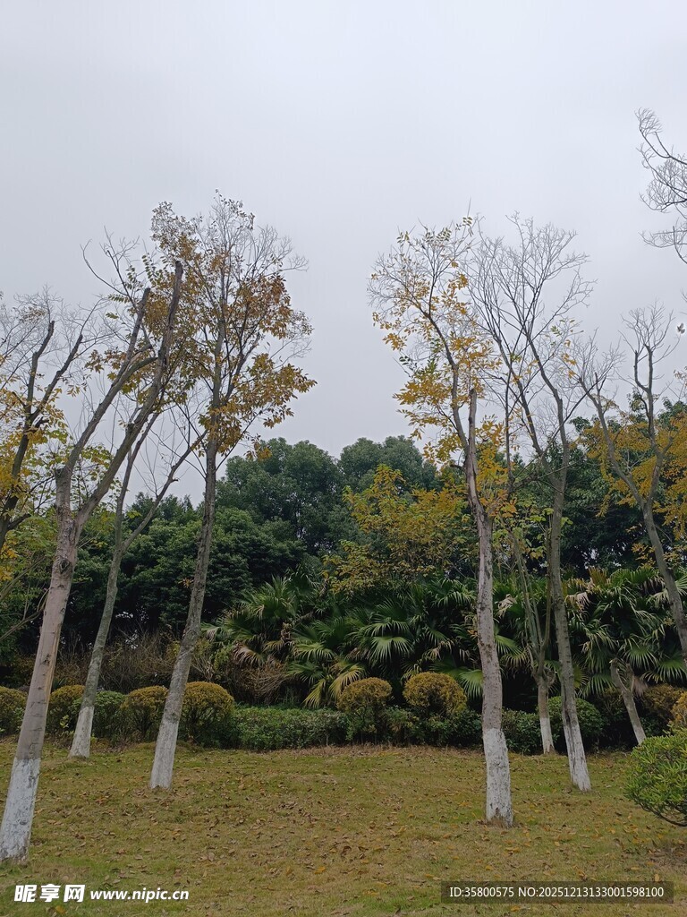 秋日公园树木景致