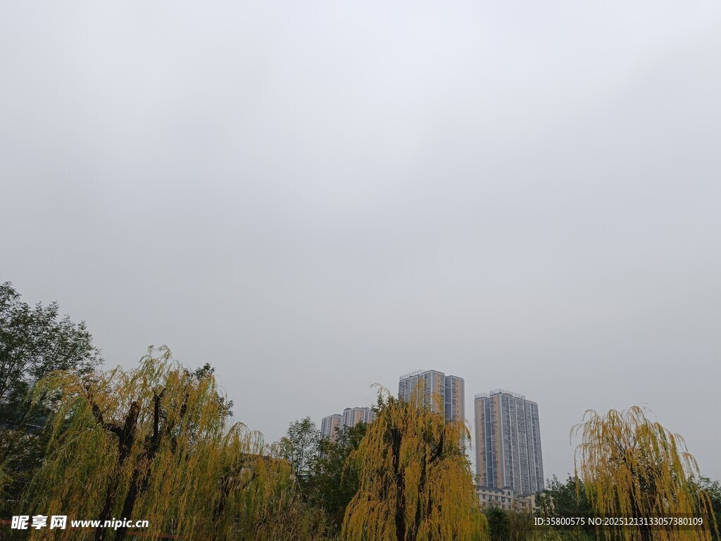 秋日城市中的树木与高楼