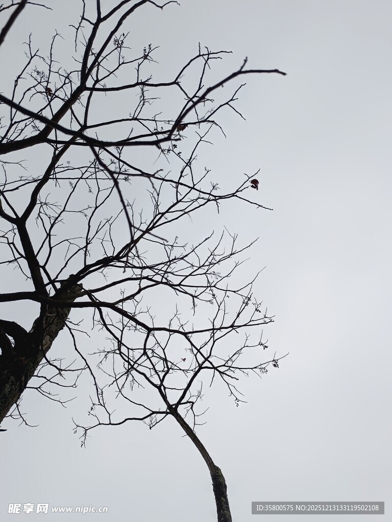 冬日枯树剪影