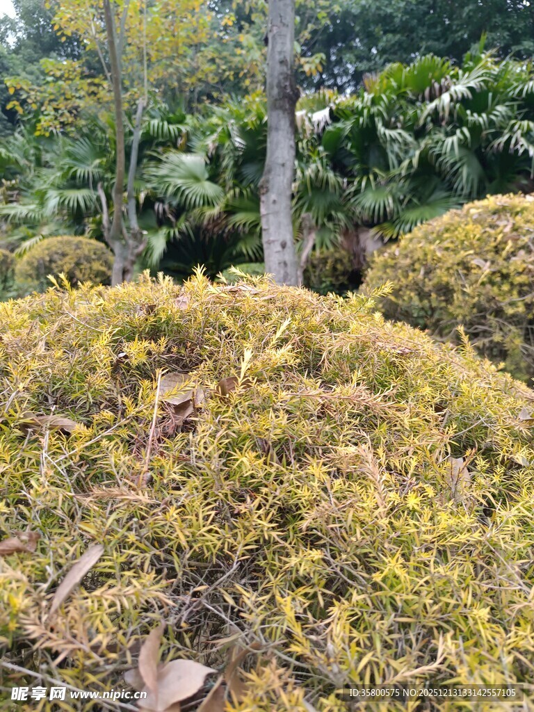 金黄繁茂的绿植景观