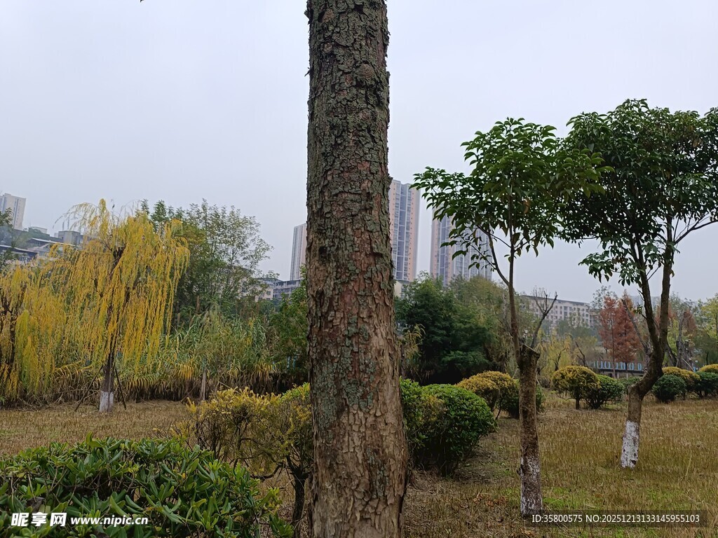 户外树木绿植景观
