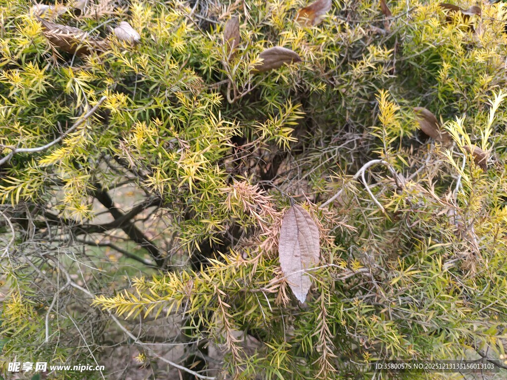 翠绿枝叶间的枯黄叶片