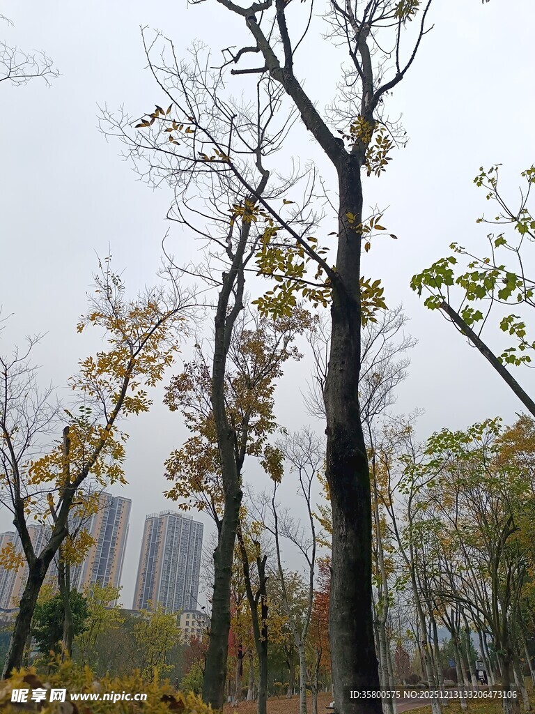 秋日萧瑟树林景象