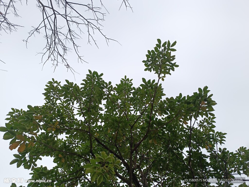 绿叶繁茂的树冠