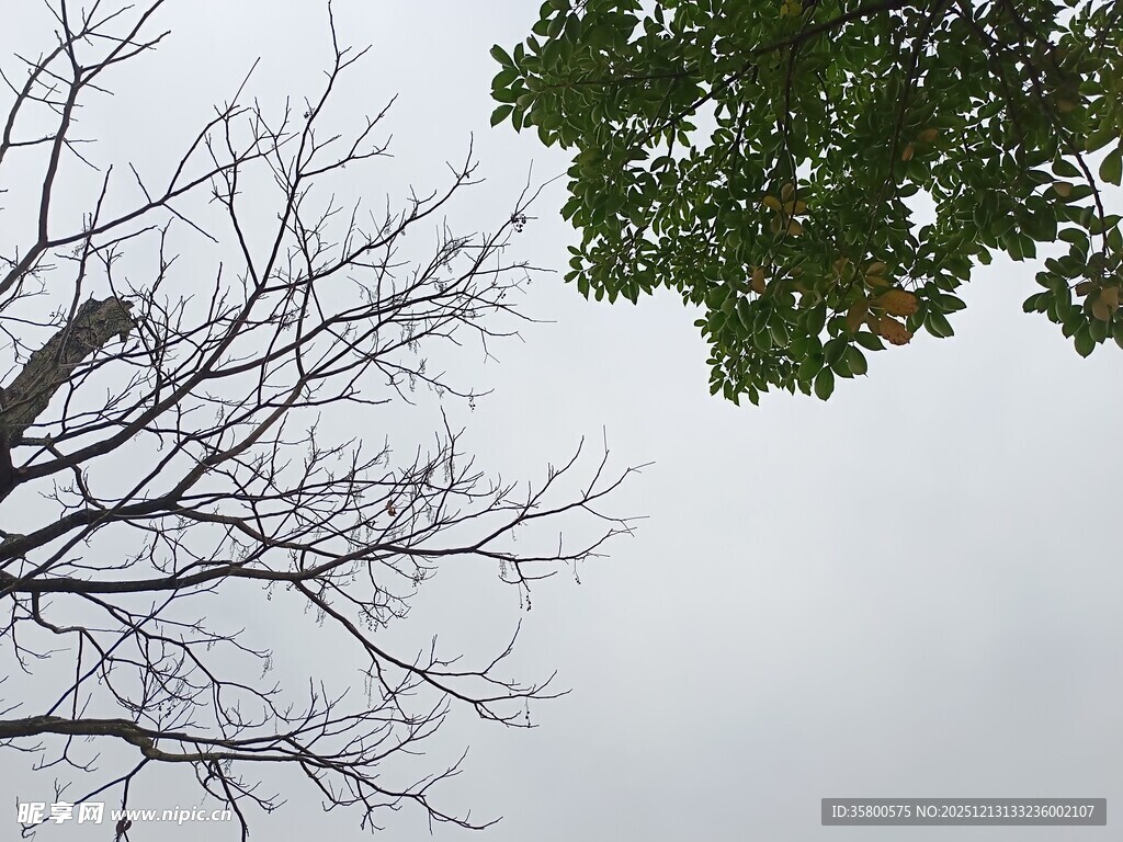 仰视树木与天空
