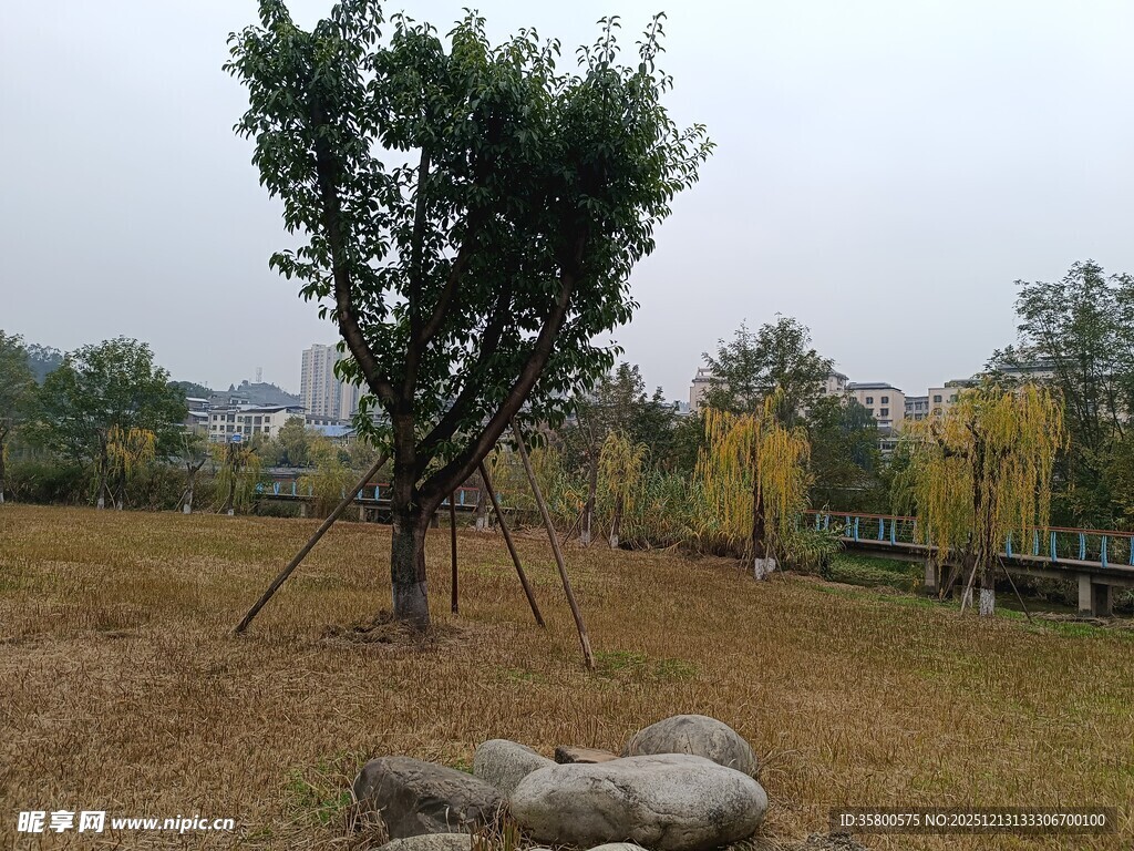 秋日草地孤树与石景