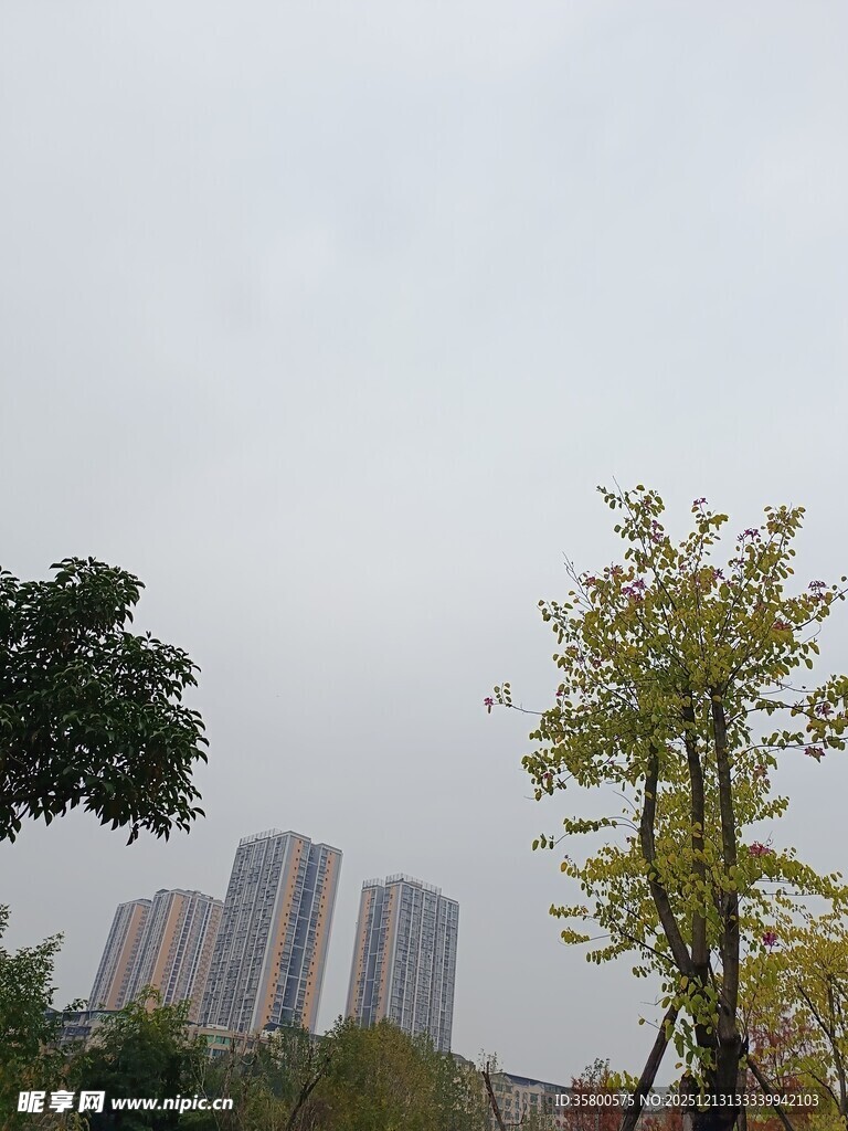 城市远景中的树木与高楼