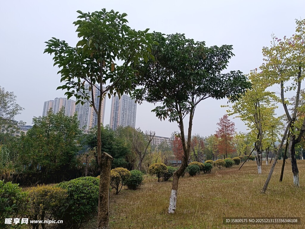 秋日公园树木景观