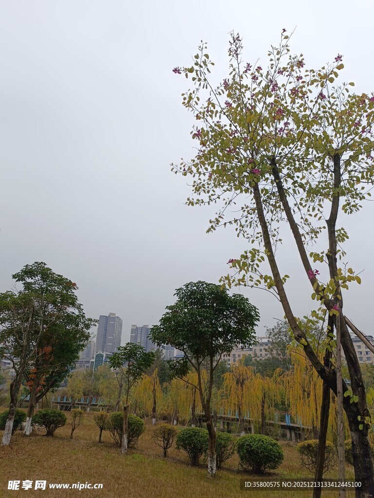 城市公园中的树木景观