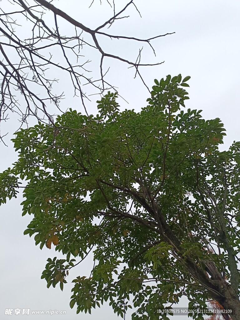 绿叶繁茂的高大树木