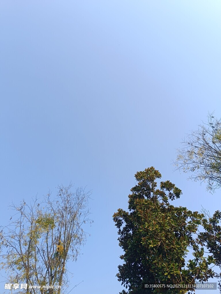 仰视蓝天与树木景观