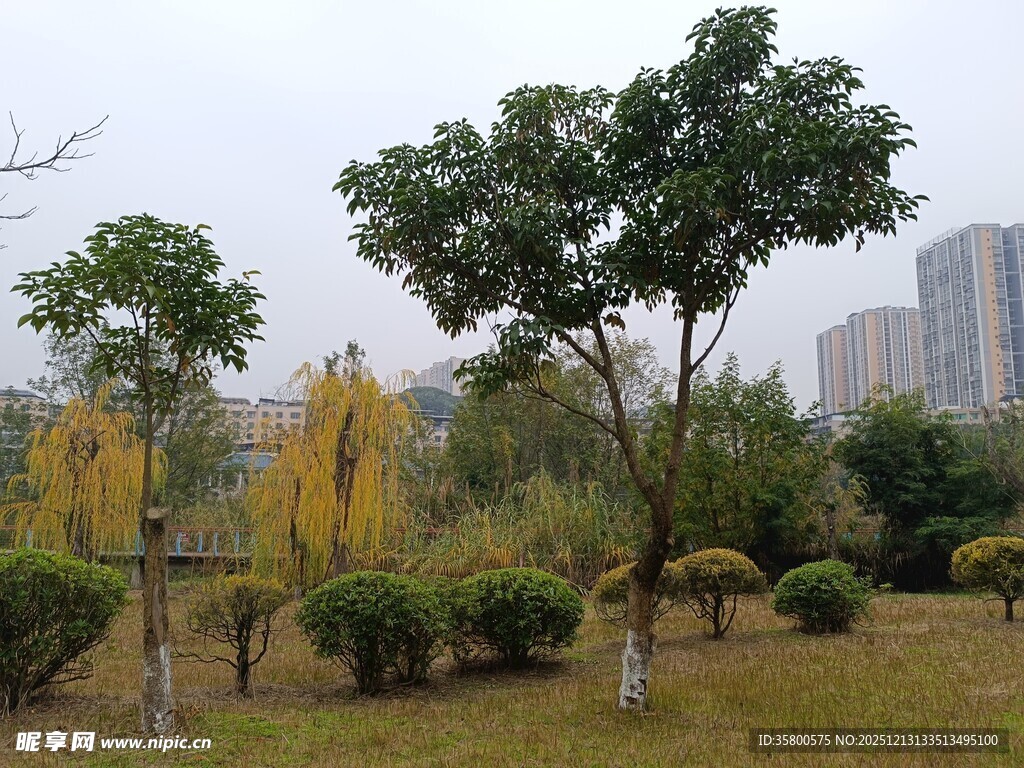 城市公园秋日树木景观