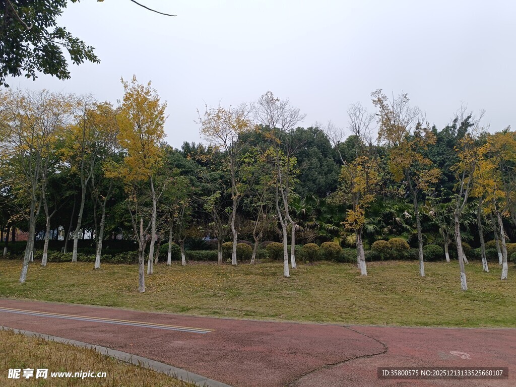 秋日林间的静谧小路