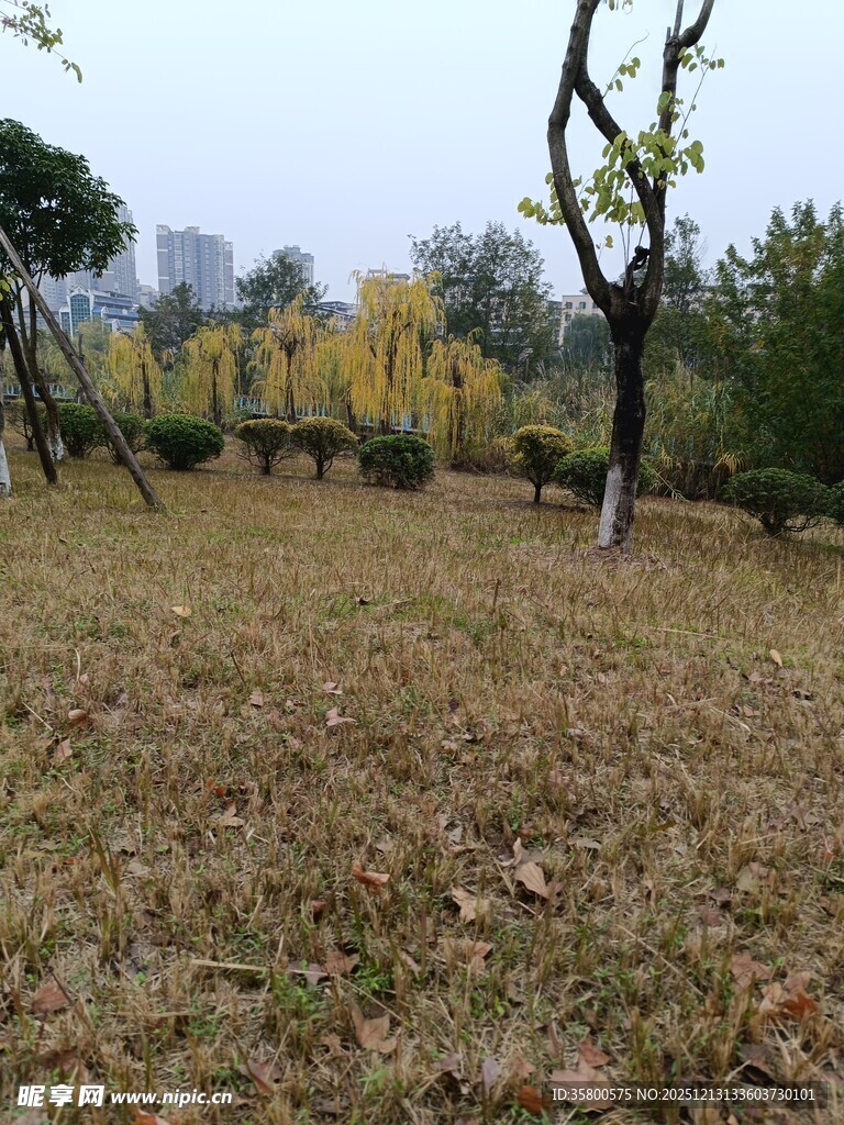 秋日公园草地与树木景观