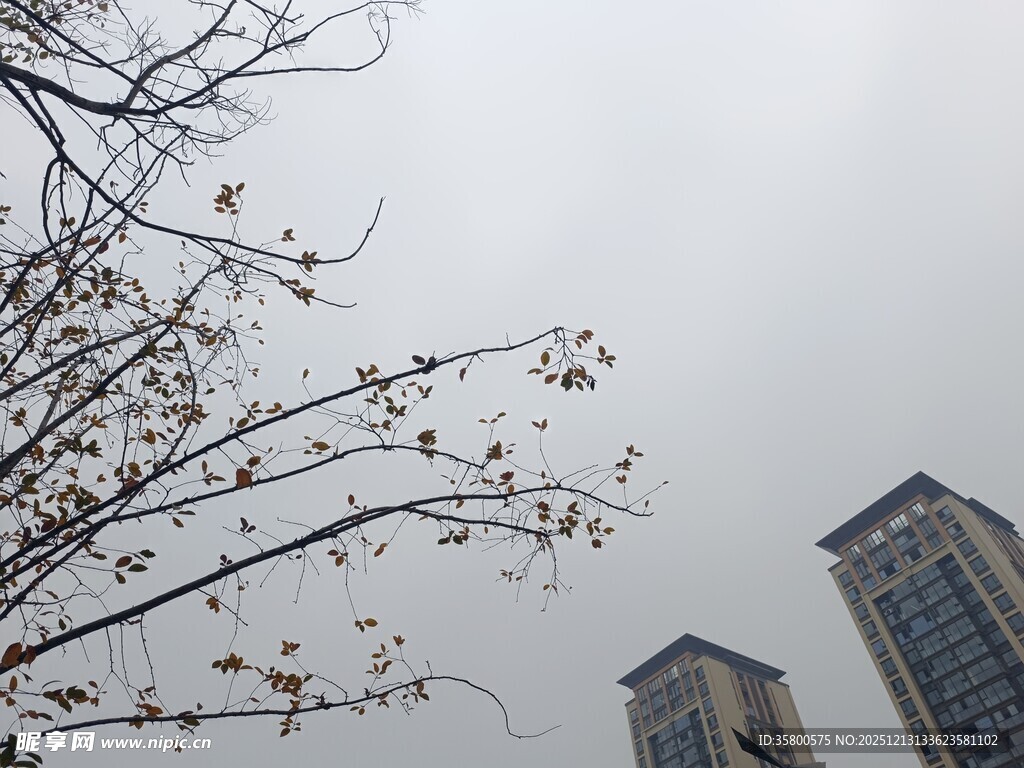 城市中光秃树枝与高楼
