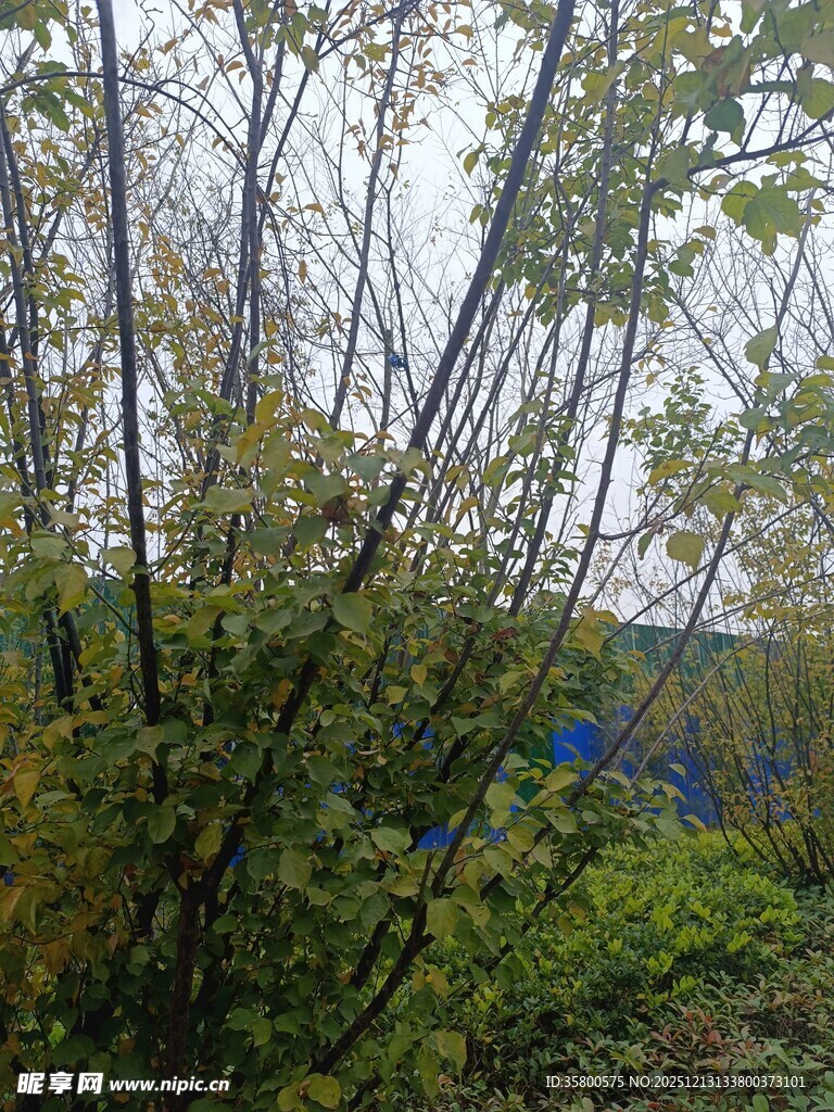 野外繁茂的树木与植被