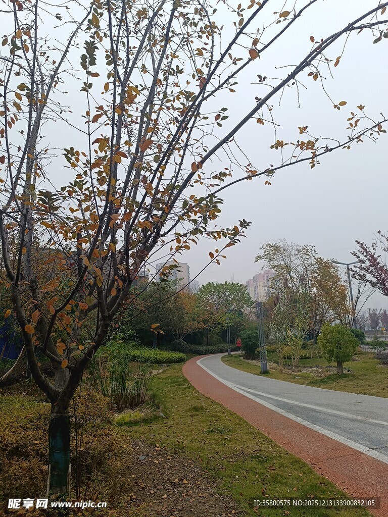 郊外蜿蜒小路旁的树木