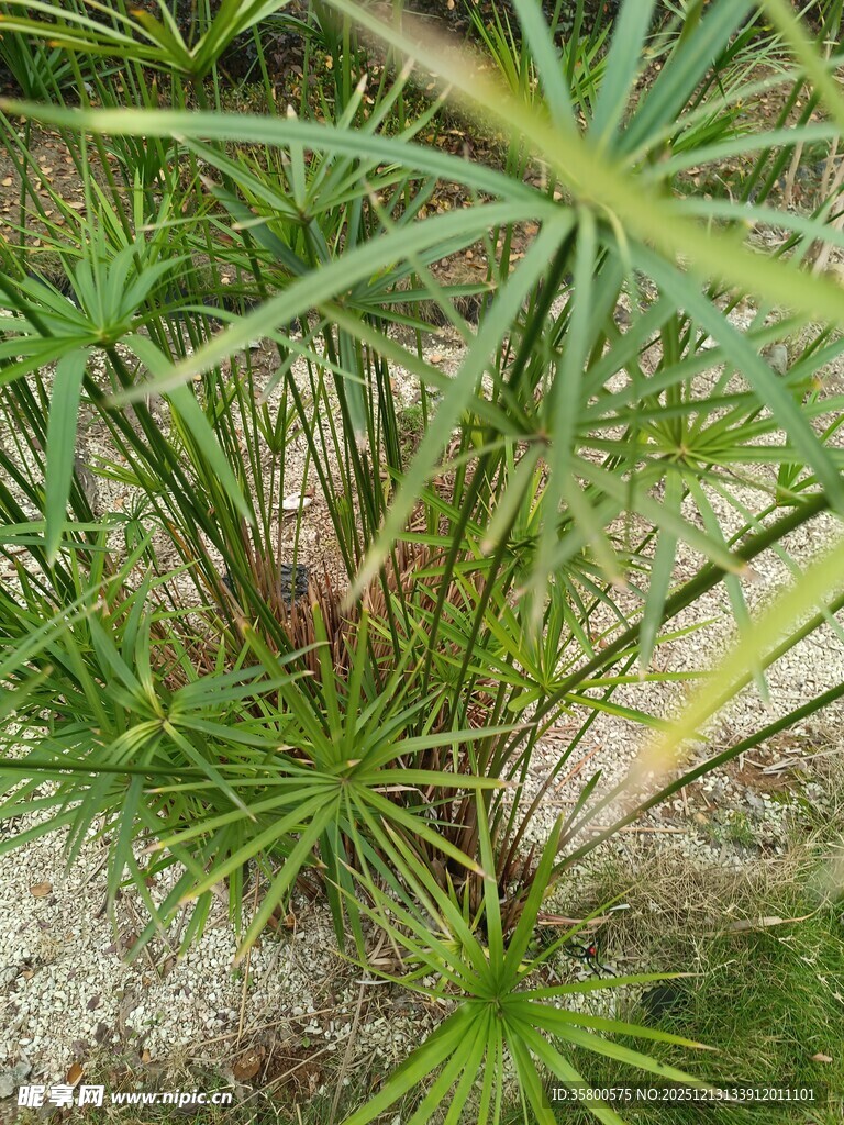 野外生长的绿色植物