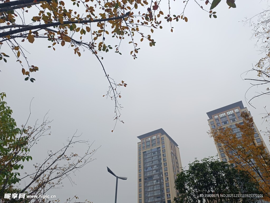 城市高楼与秋日树梢景象