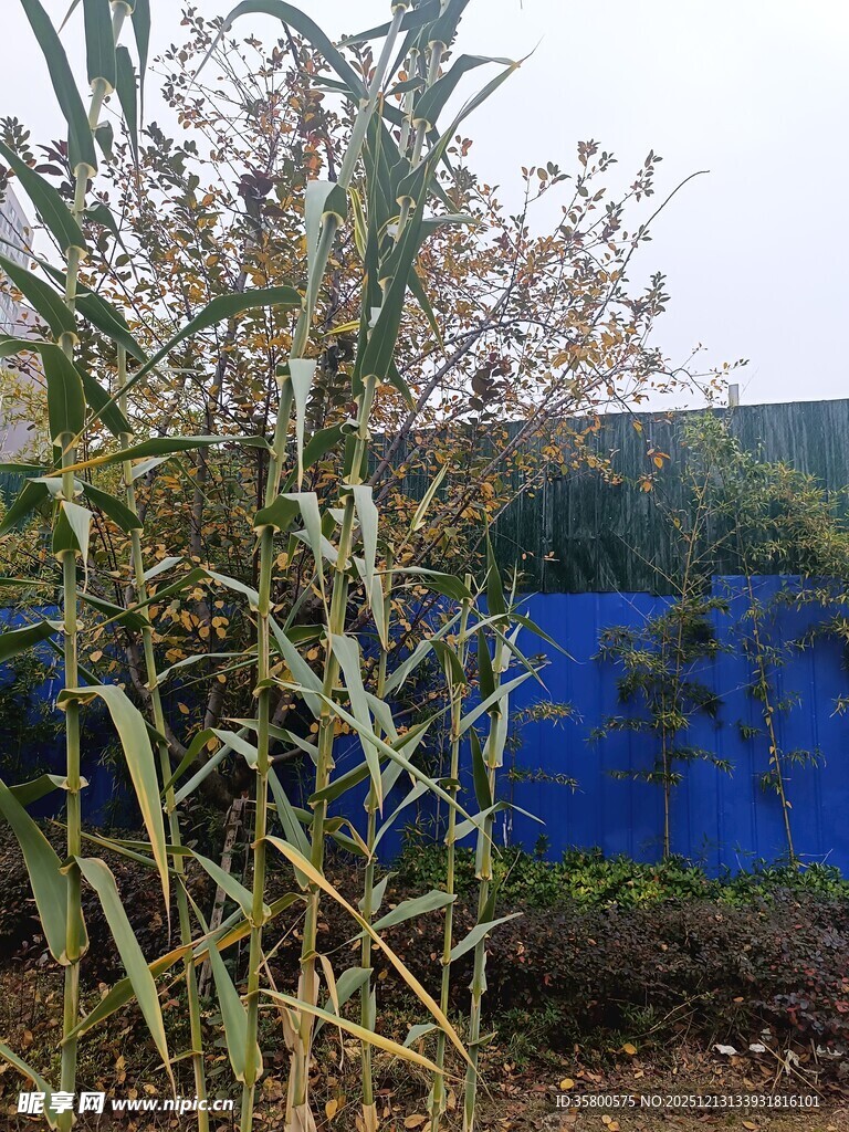 户外绿植与蓝色围挡景观