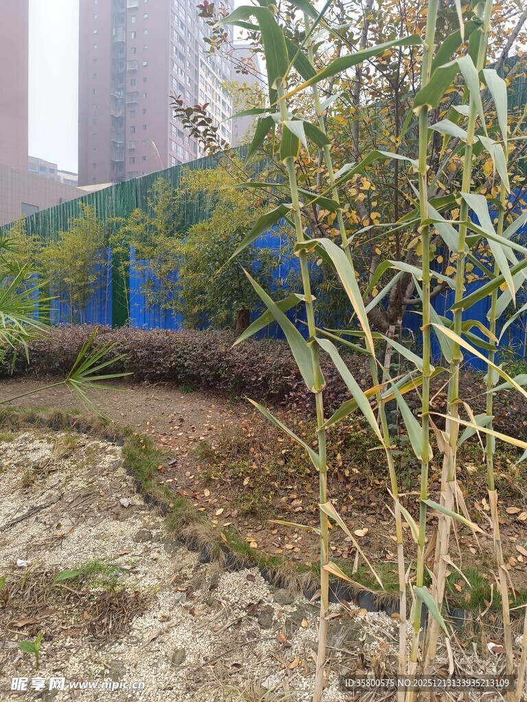 户外生长的嫩绿植物