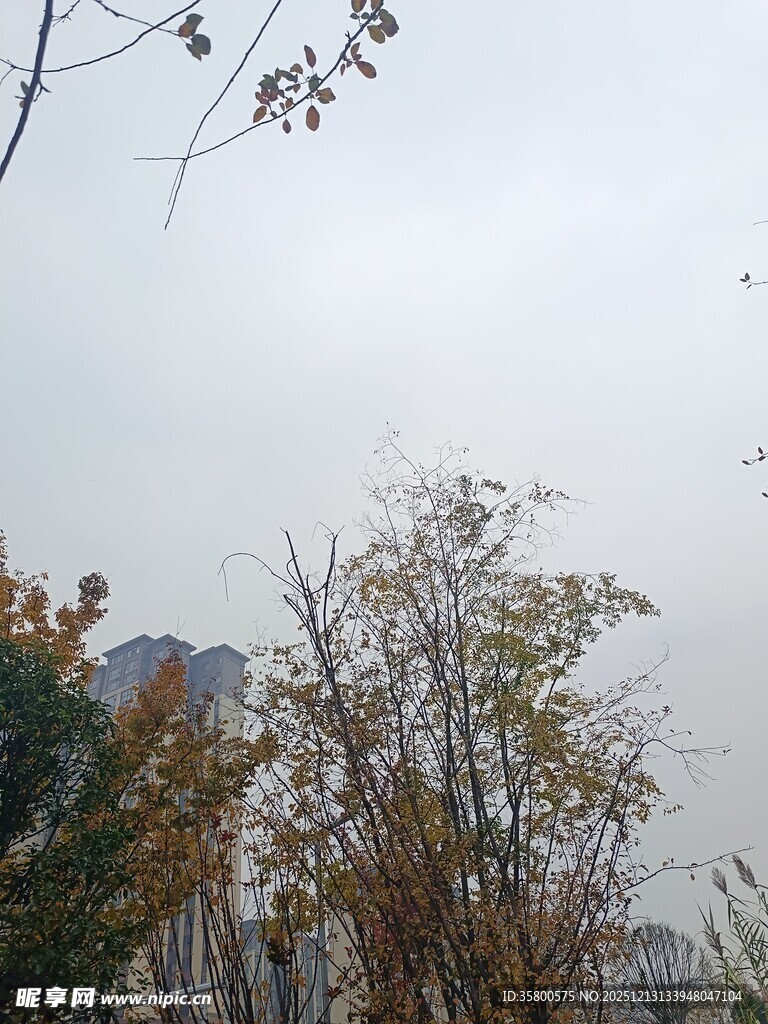 秋日萧瑟树林景象