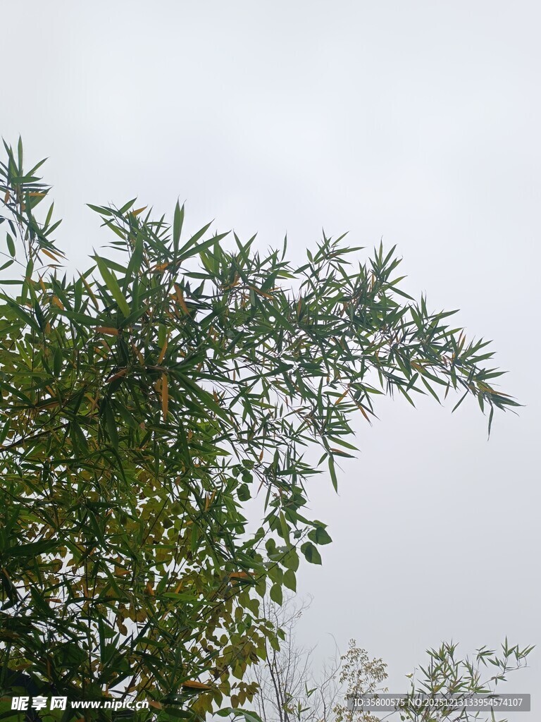 枝叶繁茂的绿树