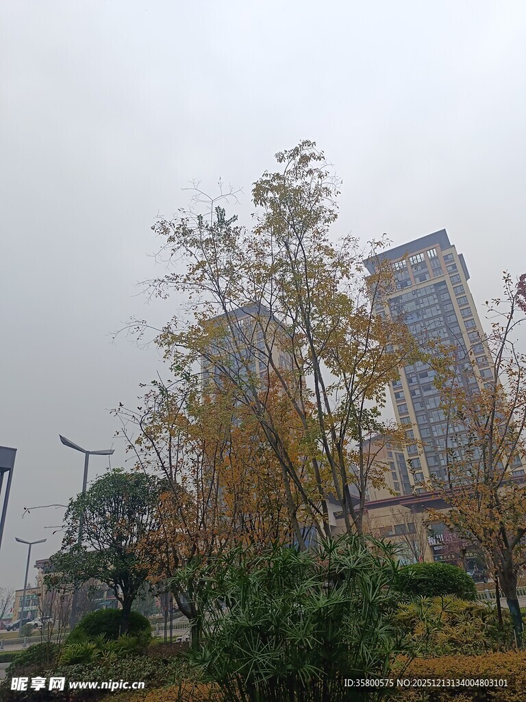 秋日城市中的高楼与树木