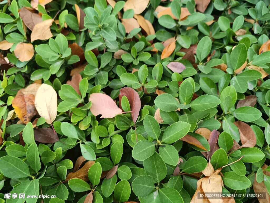 绿叶间的枯黄落叶