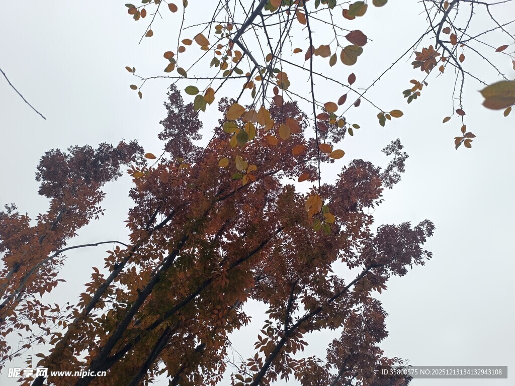 秋日葡萄藤景致