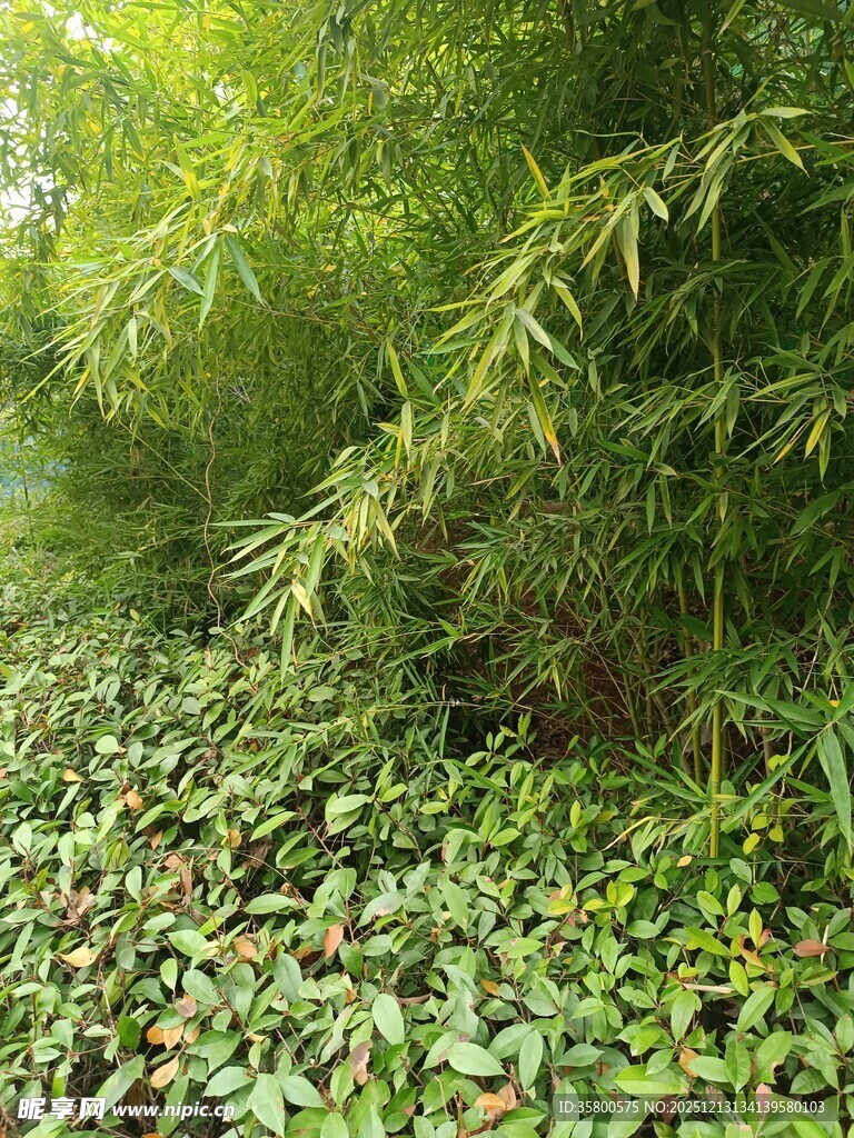翠绿竹林下的繁茂植被