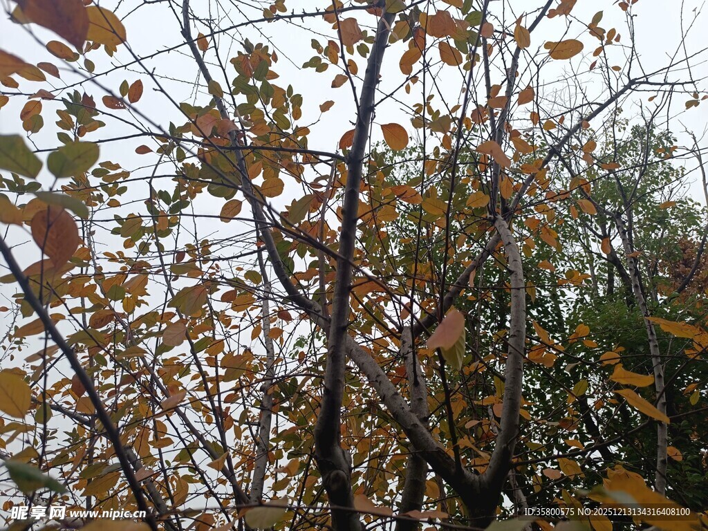 秋日枝头斑斓树叶景象