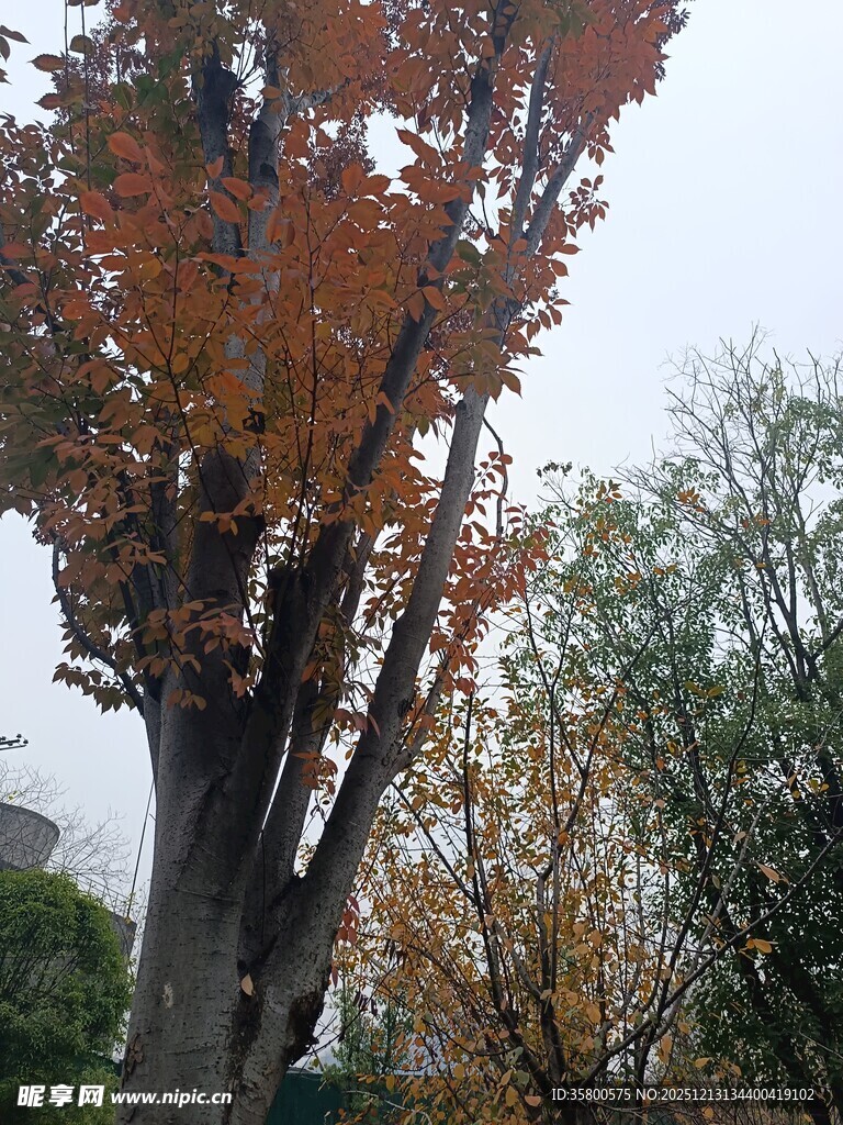 秋日斑斓树木景致