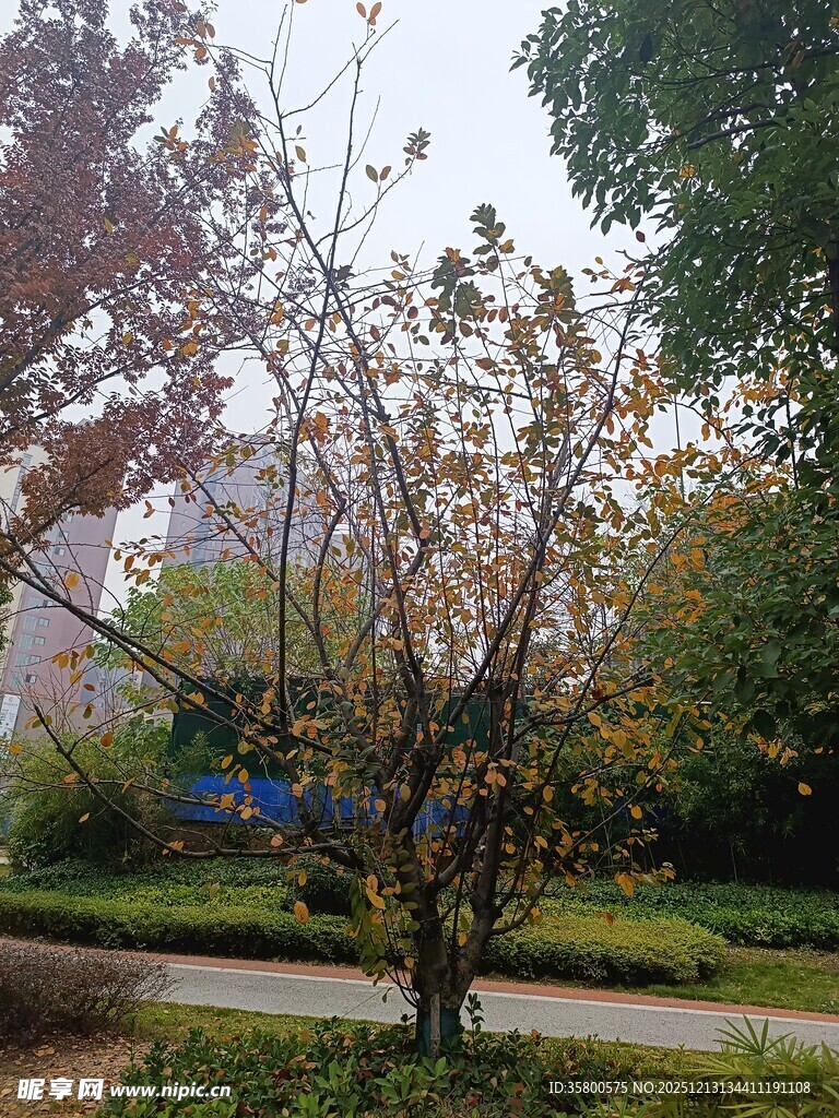 秋日公园中繁茂树木景象