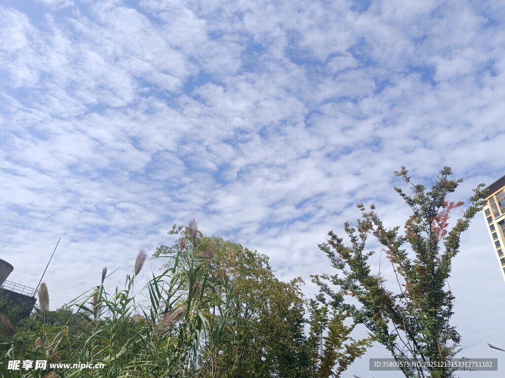 蓝天白云下的绿植景观