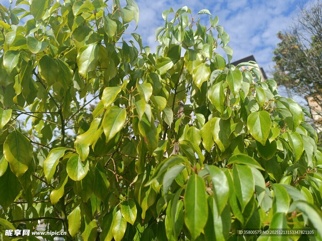 阳光下的翠绿树叶