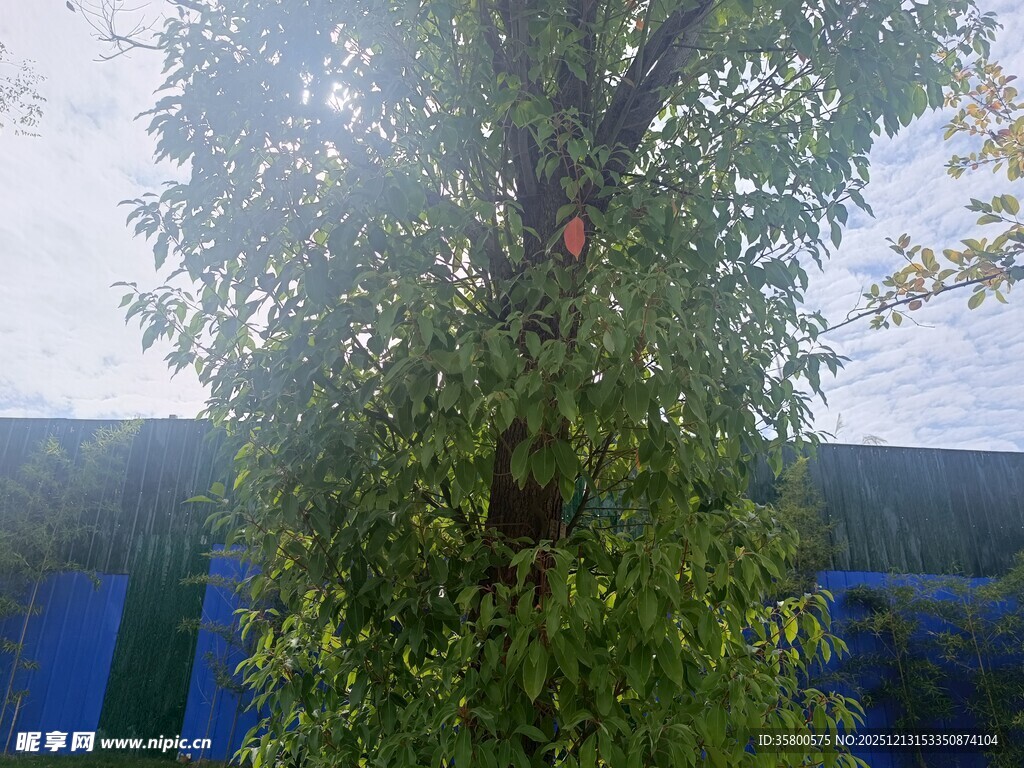 绿叶繁茂的大树