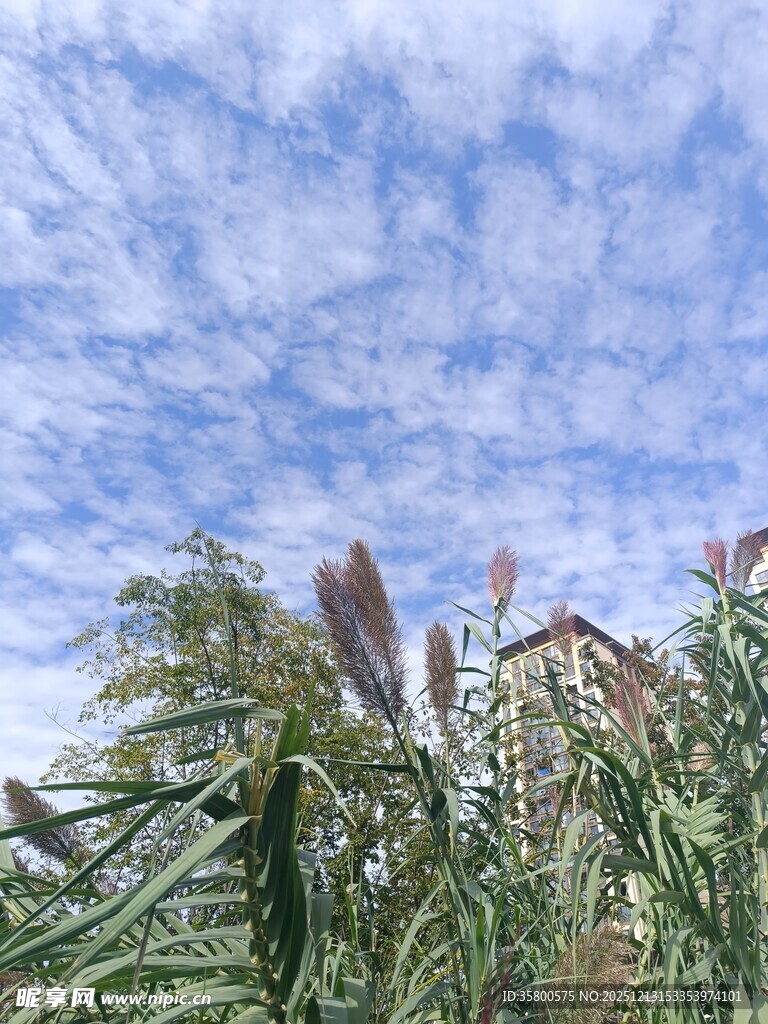 蓝天白云下的绿植景观