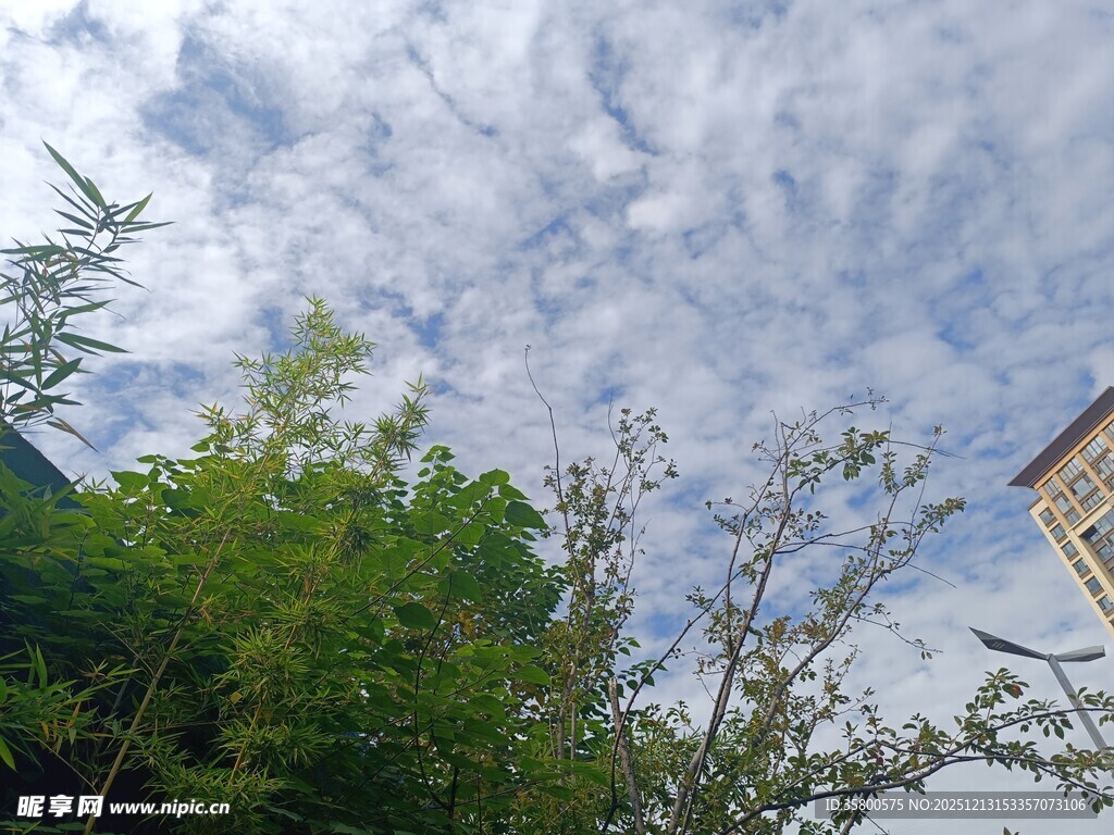 蓝天白云下的绿植与建筑