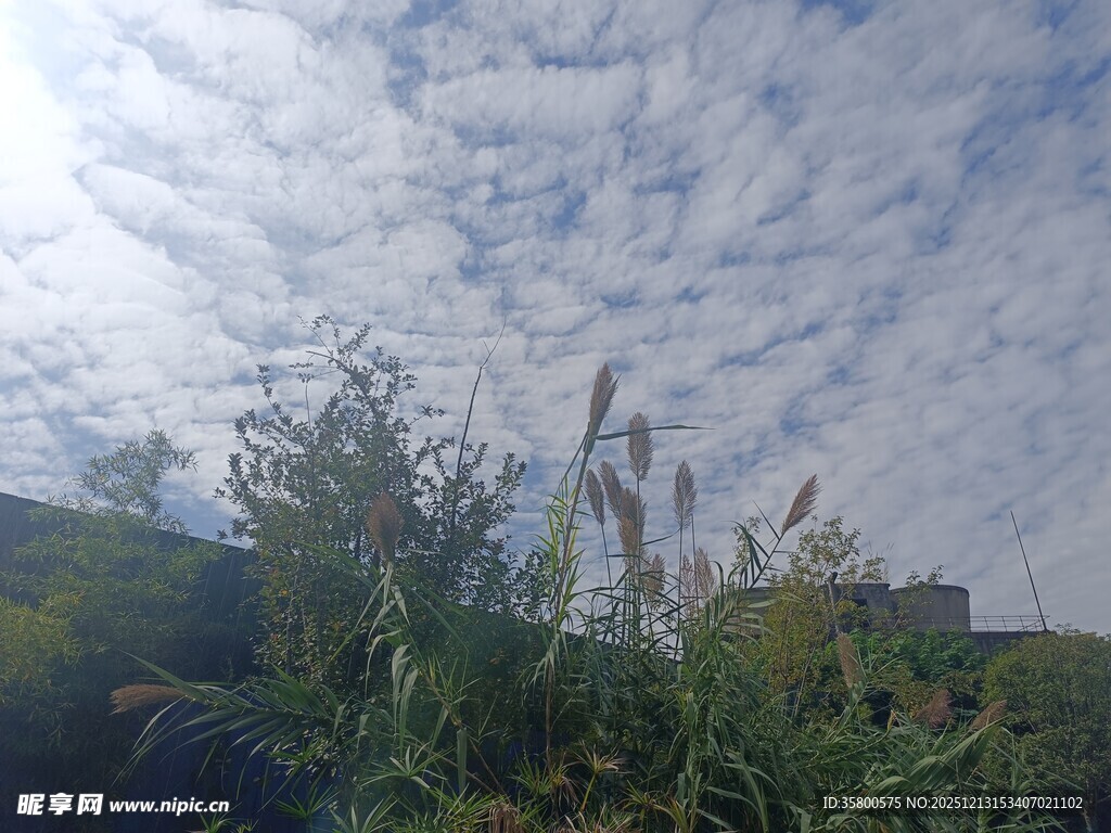 蓝天白云下的绿植景观