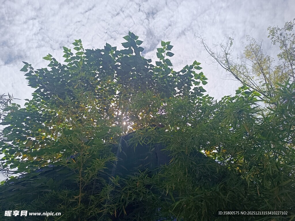 透过枝叶见天空