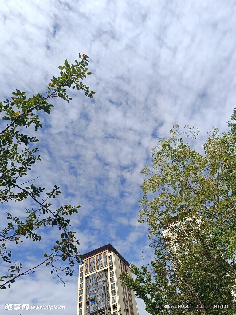 蓝天白云下的高楼绿树