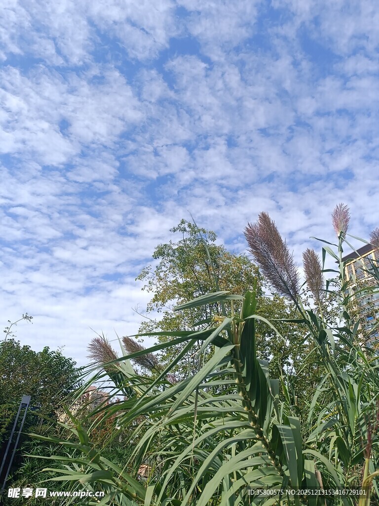 蓝天映衬下的茂盛植物