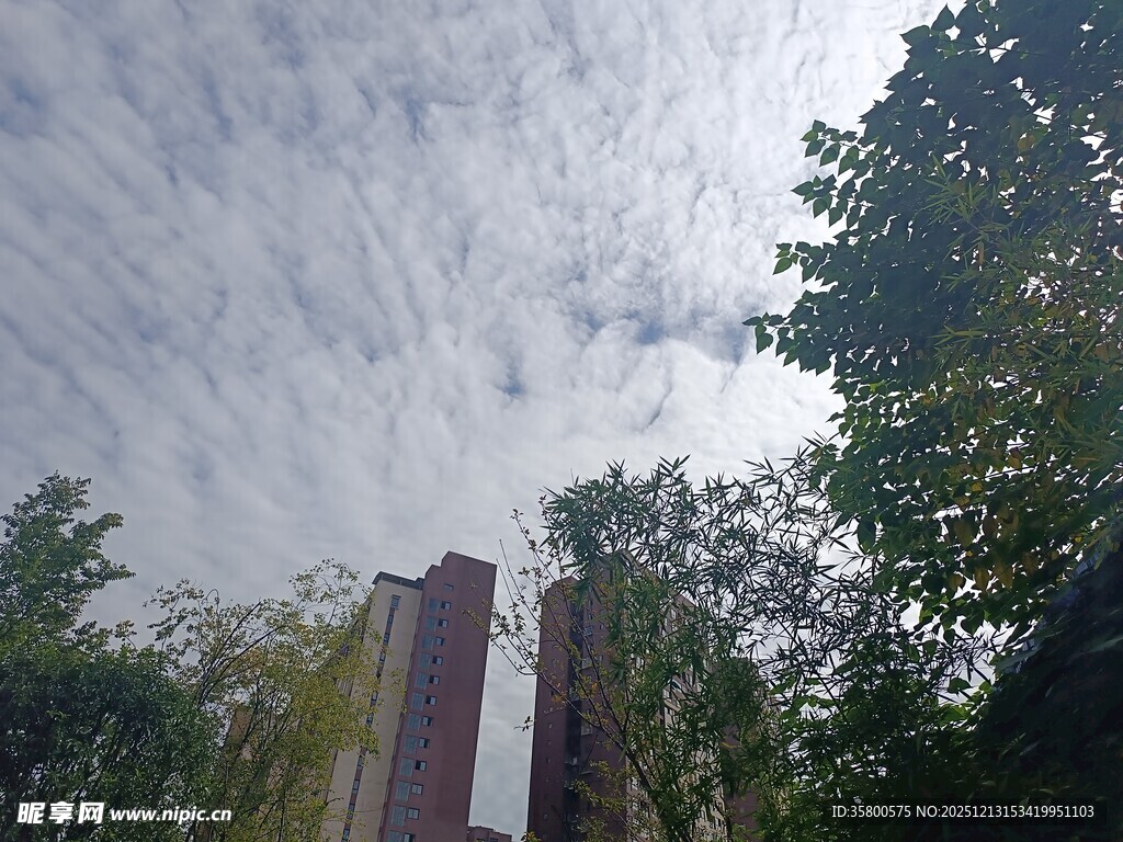 仰视下的建筑与繁茂树木