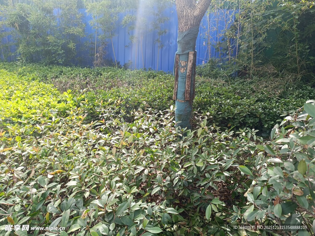 阳光洒落的绿意森林角落