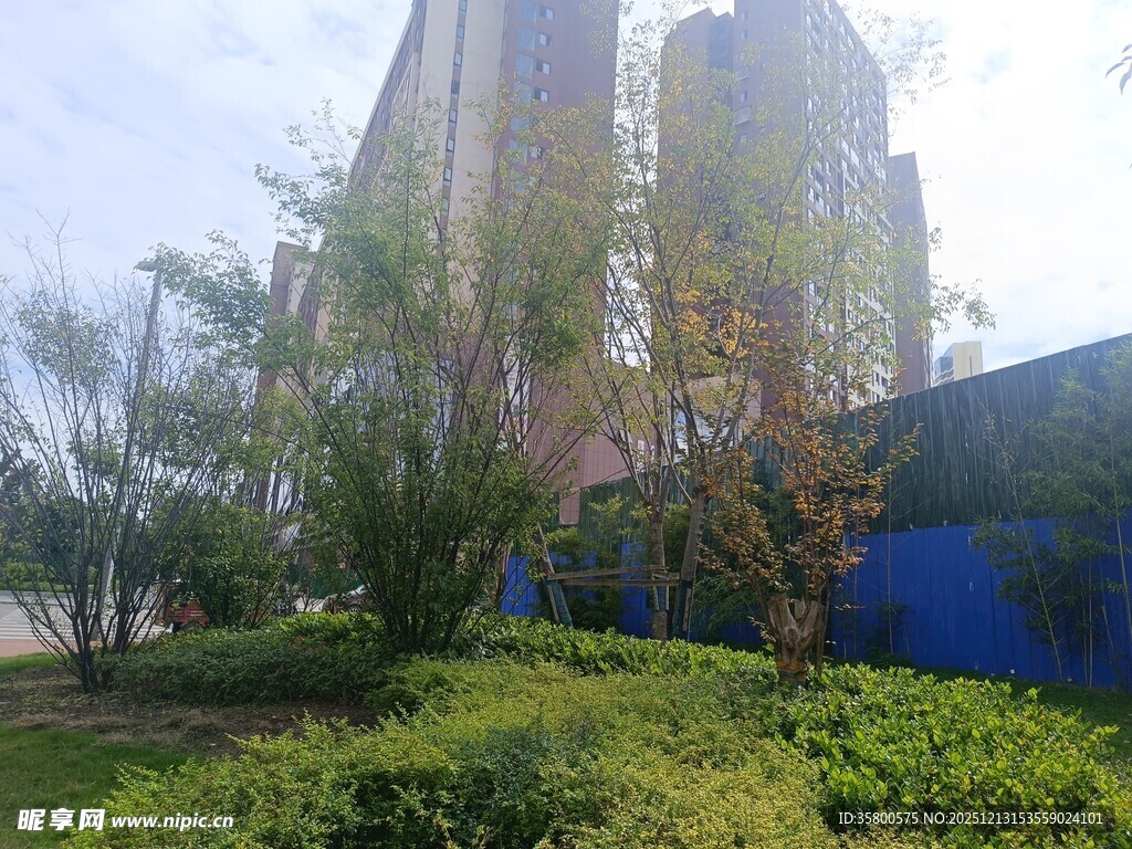 城市绿植旁的高楼景观