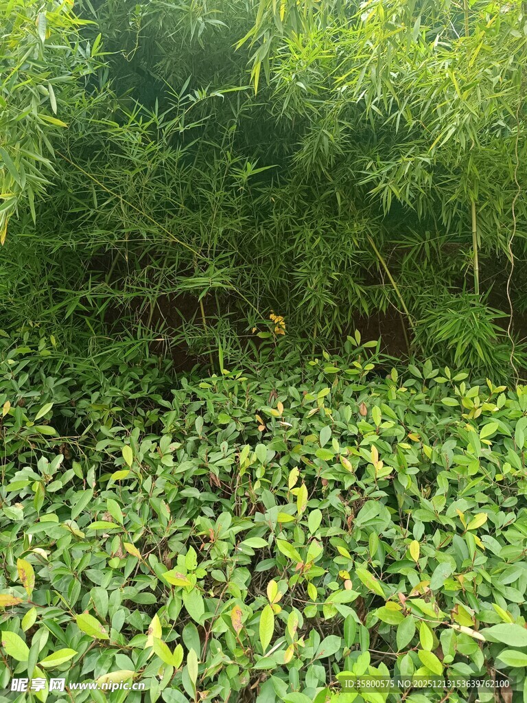 繁茂绿植覆盖的自然景象