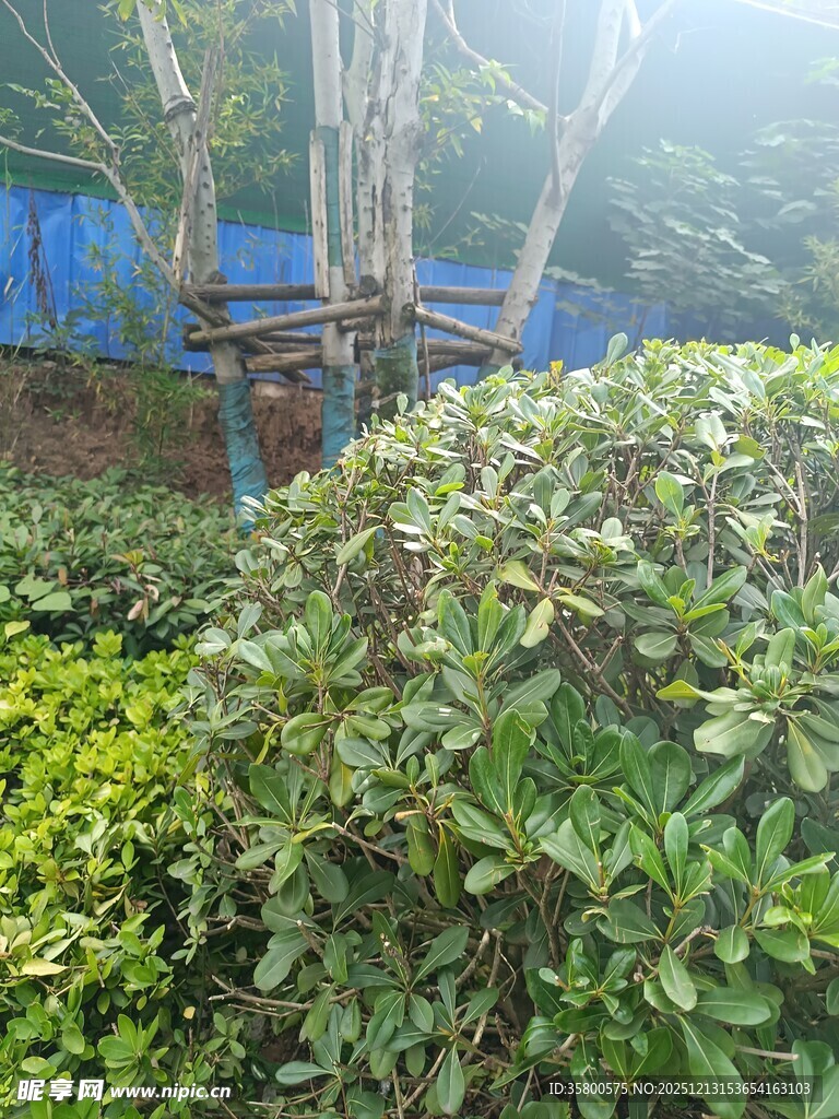 户外绿植景观一角