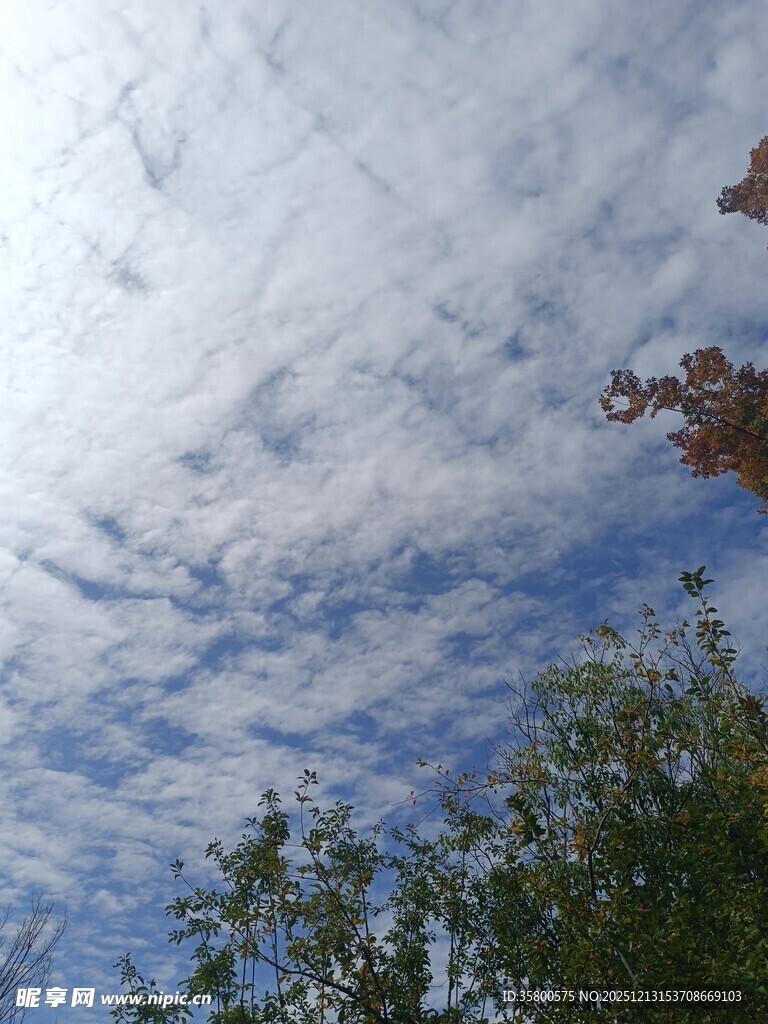 蓝天白云下的树梢景致