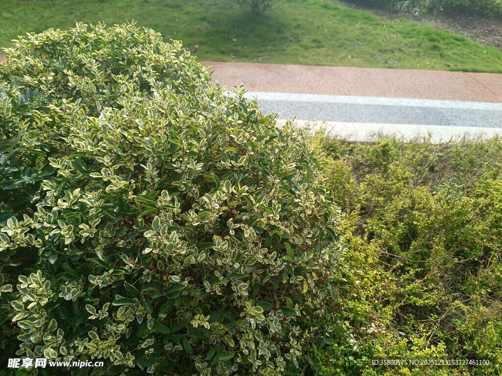 路边繁茂绿植景观